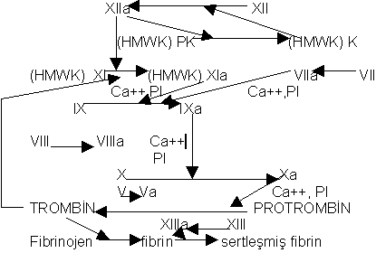 hemostaz 3